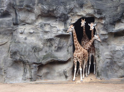 Sydney Harbour Ferry With Taronga Zoo Entry Ticket - Accommodation Bookings 7