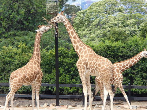 Sydney Harbour Ferry With Taronga Zoo Entry Ticket - Accommodation Bookings 9