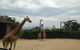 Sydney Harbour Ferry With Taronga Zoo Entry Ticket - thumb 11