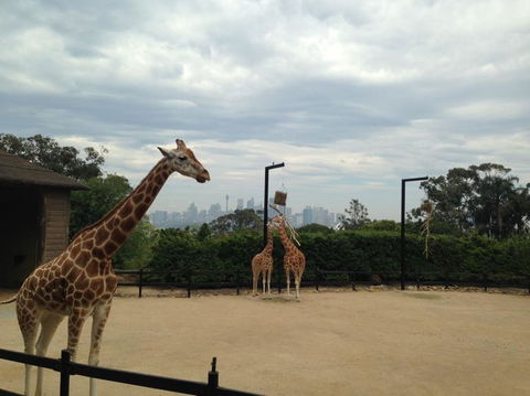Sydney Harbour Ferry With Taronga Zoo Entry Ticket - Accommodation Bookings 11