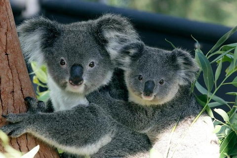Sydney Harbour Ferry With Taronga Zoo Entry Ticket - Accommodation Bookings 1