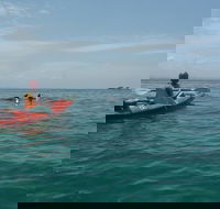 Kayaking with Dolphins in Byron Bay Guided Tour - Accommodation Bookings