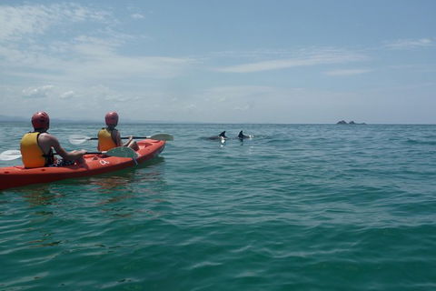 Kayaking With Dolphins In Byron Bay Guided Tour - Accommodation Bookings 0