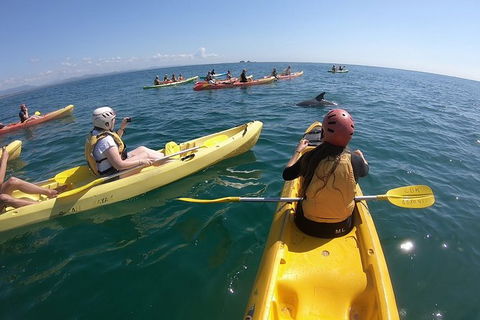 Kayaking With Dolphins In Byron Bay Guided Tour - Accommodation Bookings 13