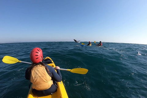 Kayaking With Dolphins In Byron Bay Guided Tour - Accommodation Bookings 18