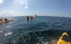 Kayaking With Dolphins In Byron Bay Guided Tour - thumb 7