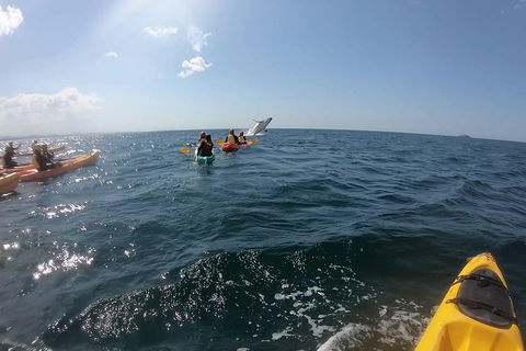 Kayaking With Dolphins In Byron Bay Guided Tour - Accommodation Bookings 7