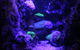 SEA LIFE Sydney Aquarium Entrance Ticket - thumb 8