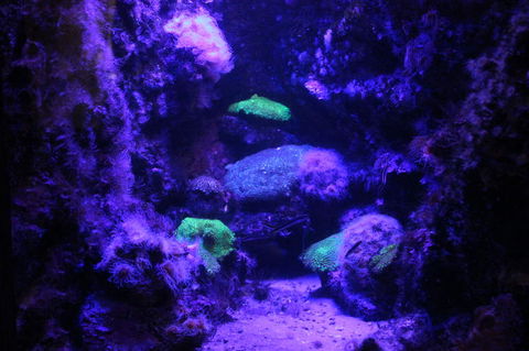 SEA LIFE Sydney Aquarium Entrance Ticket - Accommodation Bookings 8