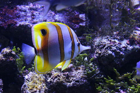 SEA LIFE Sydney Aquarium Entrance Ticket - Accommodation Bookings 7