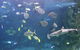 SEA LIFE Sydney Aquarium Entrance Ticket - thumb 9