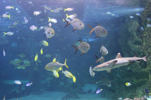 SEA LIFE Sydney Aquarium Entrance Ticket - Accommodation Bookings 9