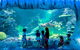 SEA LIFE Sydney Aquarium Entrance Ticket - thumb 0