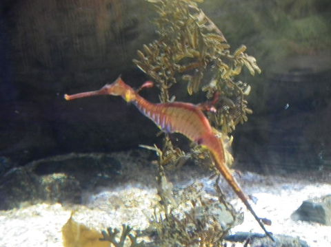 SEA LIFE Sydney Aquarium Entrance Ticket - Accommodation Bookings 12
