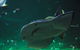 SEA LIFE Sydney Aquarium Entrance Ticket - thumb 20