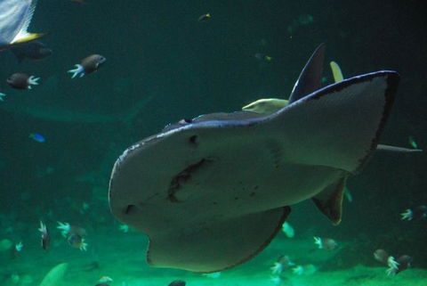 SEA LIFE Sydney Aquarium Entrance Ticket - Accommodation Bookings 20