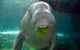 SEA LIFE Sydney Aquarium Entrance Ticket - thumb 1