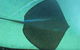 SEA LIFE Sydney Aquarium Entrance Ticket - thumb 16