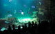 SEA LIFE Sydney Aquarium Entrance Ticket - thumb 21
