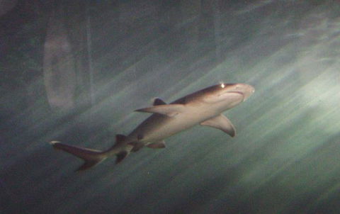 SEA LIFE Sydney Aquarium Entrance Ticket - Accommodation Bookings 17