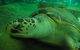 SEA LIFE Sydney Aquarium Entrance Ticket - thumb 25