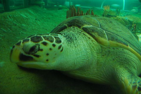 SEA LIFE Sydney Aquarium Entrance Ticket - Accommodation Bookings 25