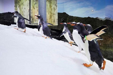 SEA LIFE Sydney Aquarium Entrance Ticket - Accommodation Bookings 32