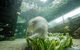 SEA LIFE Sydney Aquarium Entrance Ticket - thumb 34