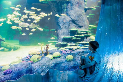SEA LIFE Sydney Aquarium Entrance Ticket - Accommodation Bookings 28