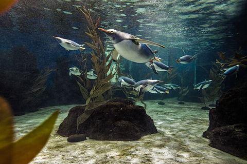 SEA LIFE Sydney Aquarium Entrance Ticket - Accommodation Bookings 29