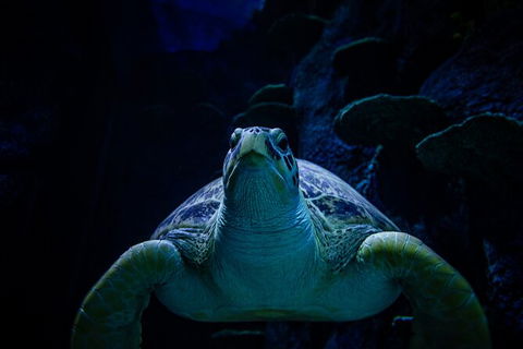SEA LIFE Sydney Aquarium Entrance Ticket - Accommodation Bookings 33