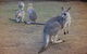 3-Day Blue Mountains And Hunter Valley Small-Group Eco-Tour - thumb 1