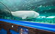 Sydney Shore Excursion: SEA LIFE Sydney Aquarium Entrance Ticket - thumb 1
