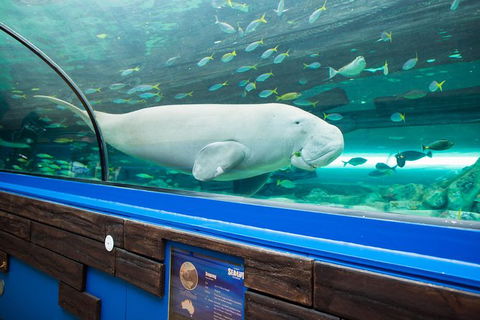Sydney Shore Excursion: SEA LIFE Sydney Aquarium Entrance Ticket - Accommodation Bookings 1