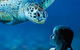 Sydney Shore Excursion: SEA LIFE Sydney Aquarium Entrance Ticket - thumb 0