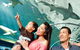 Sydney Shore Excursion: SEA LIFE Sydney Aquarium Entrance Ticket - thumb 3