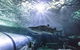 Sydney Shore Excursion: SEA LIFE Sydney Aquarium Entrance Ticket - thumb 5