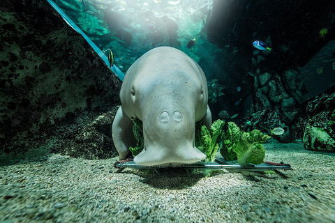Sydney Shore Excursion: SEA LIFE Sydney Aquarium Entrance Ticket - Accommodation Bookings 7