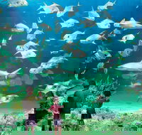 Sydney Pass SEA LIFE Aquarium Sydney Tower Eye WILD LIFE Sydney Sydney Harbour Cruise and Madame Tussauds - Accommodation Bookings