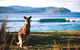 The Eurobodalla Experience (Full Day Private Tour Including Lunch) - thumb 7