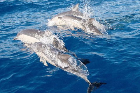 Port Stephens Day Tour From Sydney Including 4WD, Sandboarding And Dolphins - Accommodation Bookings 0