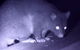 Byron Bay Night Vision Walk - thumb 1