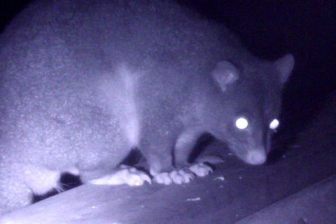 Byron Bay Night Vision Walk - Accommodation Bookings 1