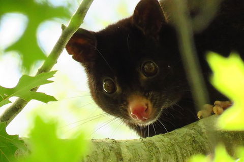 Byron Bay Night Vision Walk - Accommodation Bookings 4