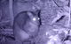 Byron Bay Night Vision Walk - thumb 5