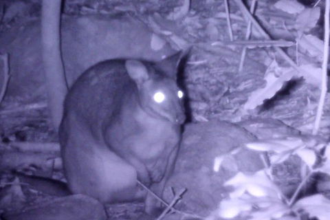 Byron Bay Night Vision Walk - Accommodation Bookings 5