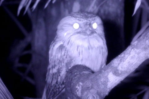 Byron Bay Night Vision Walk - Accommodation Bookings 6
