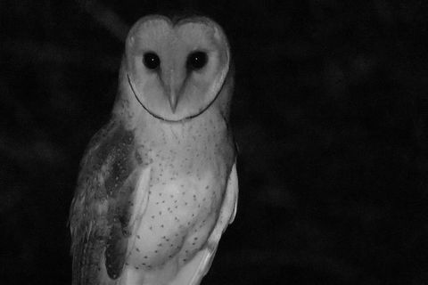 Byron Bay Night Vision Walk - Accommodation Bookings 7