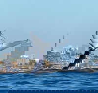 Small-Group Luxury Sydney Whale Watching Cruise - Accommodation Bookings