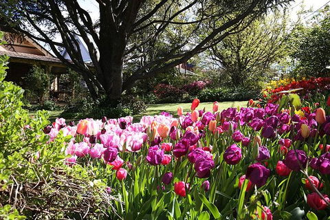Spring Gardens In The Blue Mountains Private Tour Limited Time Only - Accommodation Bookings 0